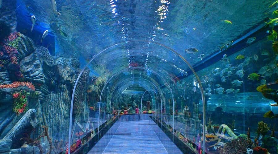 Aquarium Paradise&nbsp;